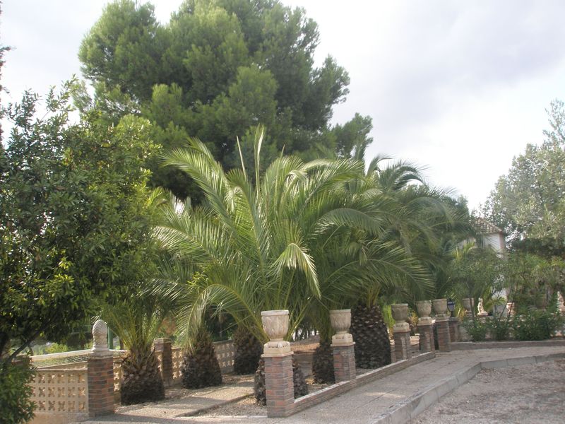 Country house with 7 bedrooms and 3 bathrooms in TIBI | Ref: SCH-5149