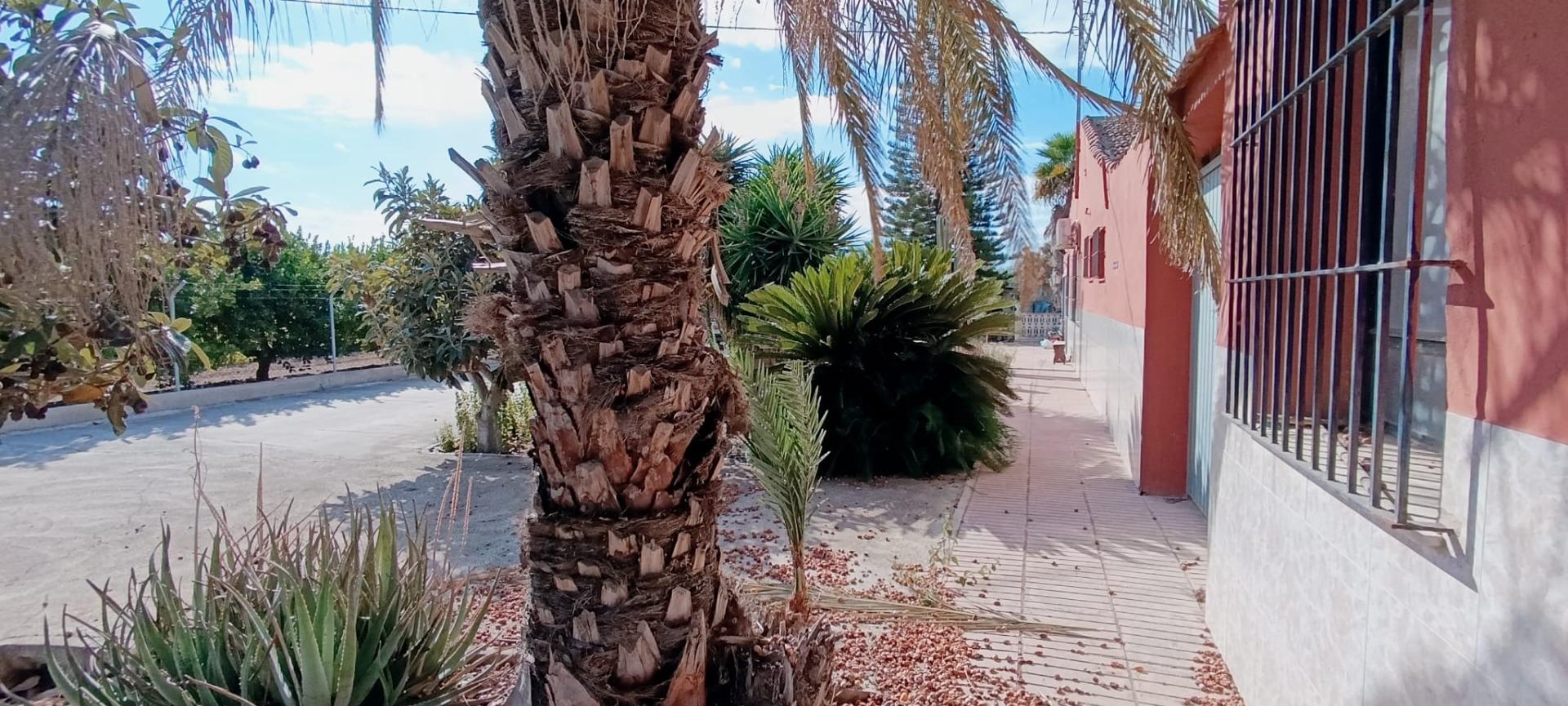 17699668479-11.jpg Country house with 5 bedrooms and 3 bathrooms in ELCHE | Ref: SCH-5342